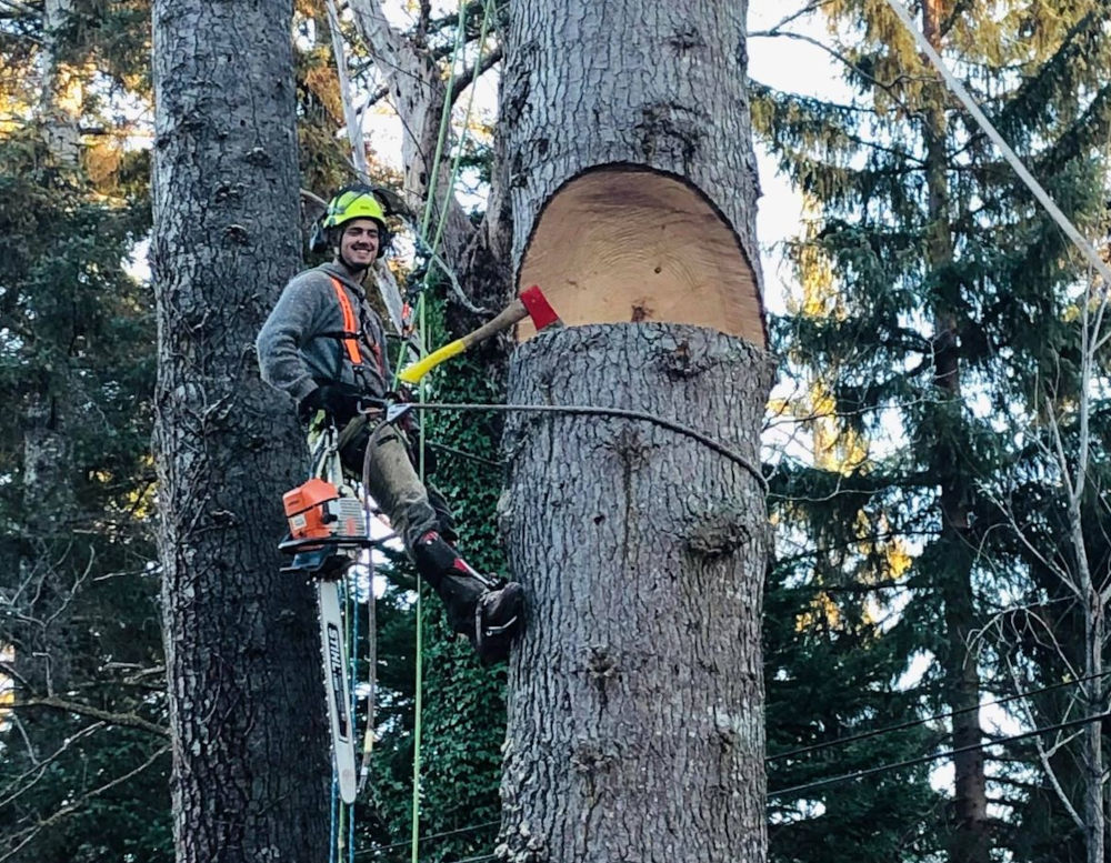 Jay DavidsonCs Arborist in tree